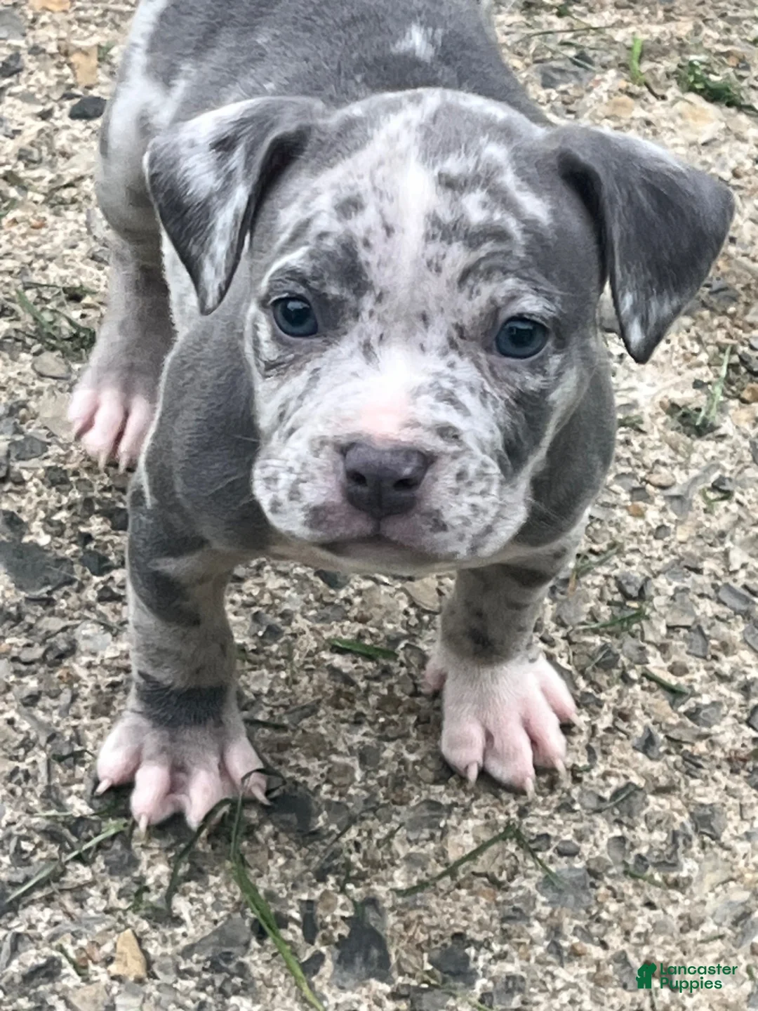 American Bully dogs for sale: American Bully 4 - Ad 2