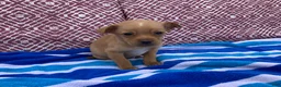 Chihuahua dogs for sale: Quincy - Ad 6
