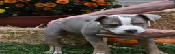 American Bully dogs for sale: American Bully 4 - Ad 7