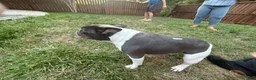 French Bulldog dogs for sale: French Bulldog Male - Rusty - Ad 14