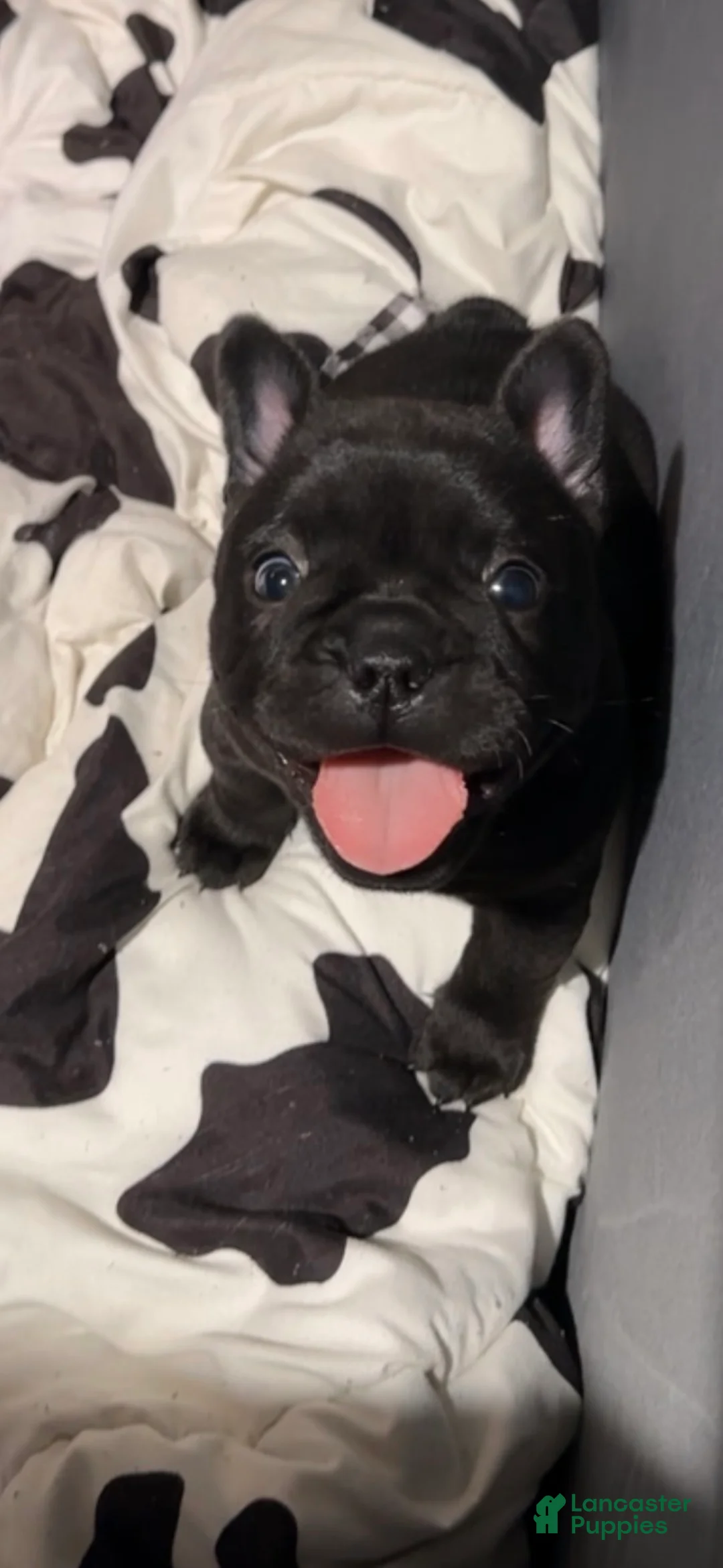 French Bulldog dogs for sale: French Bulldog Puppy 2 - Ad 10