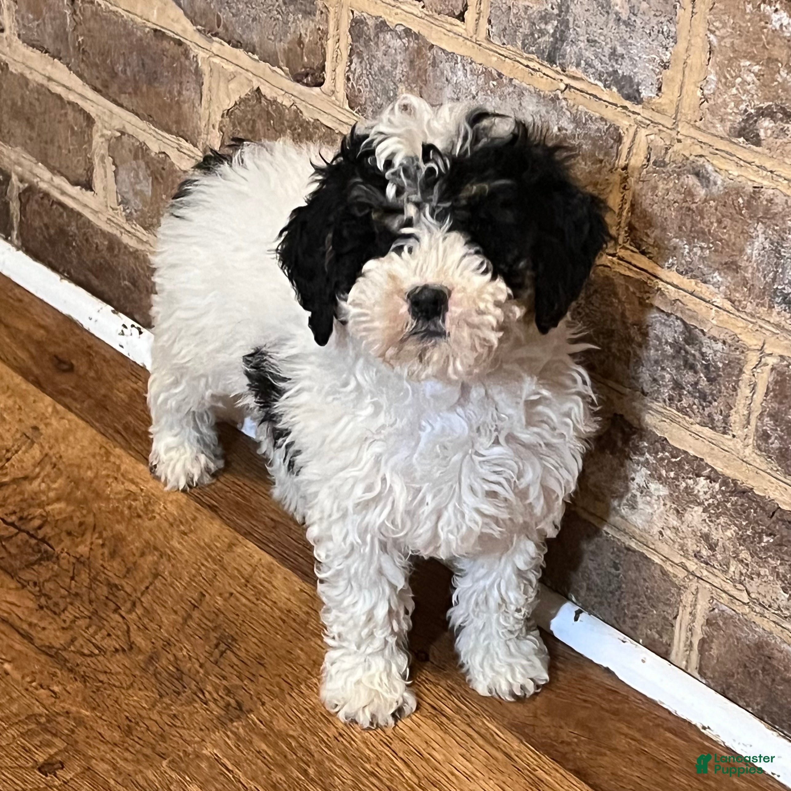 Mini Bernedoodle dogs Ellie new pics - Ad 5