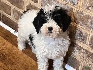 Mini Bernedoodle dogs Ellie new pics - Ad 40