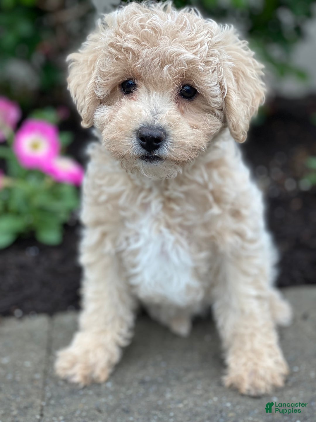 Miniature Poodle dogs for sale: Pansy - Ad 1