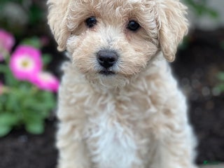 Miniature Poodle dogs Pansy - Ad 34
