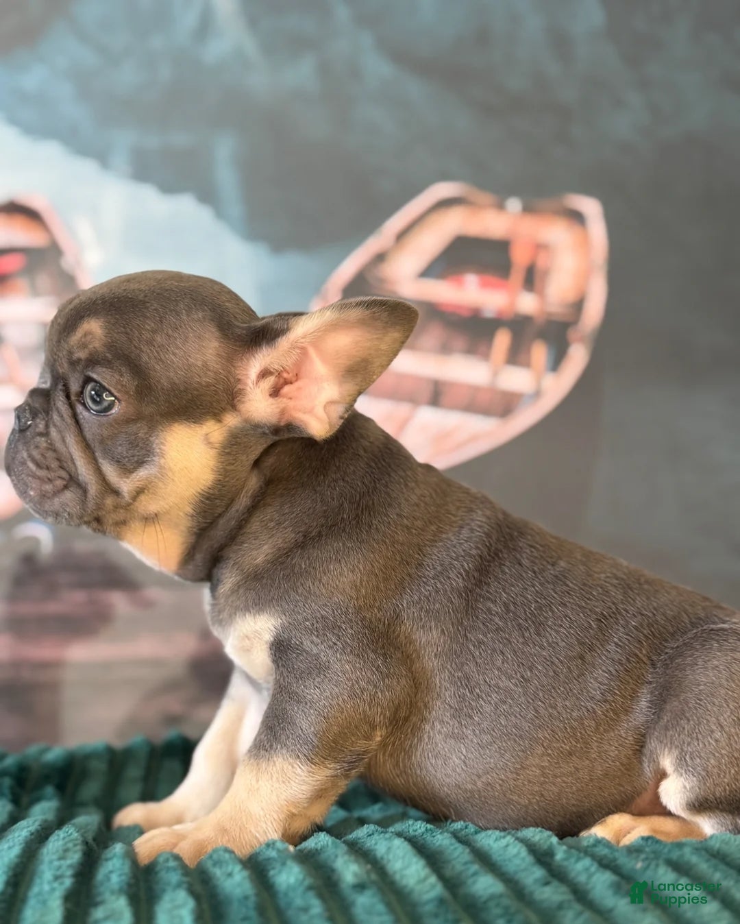 French Bulldog dogs Max  - Ad 31