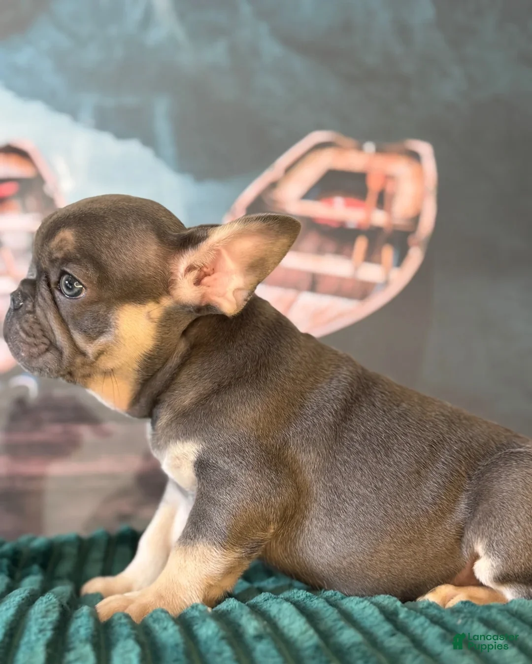 French Bulldog dogs for sale: Max  - Ad 1