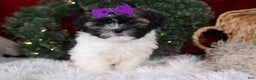 Shih Tzu dogs for sale: Rosie - Ad 9