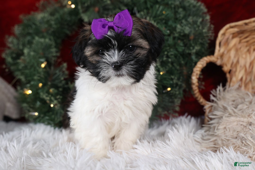 Shih Tzu dogs for sale: Rosie - Ad 9