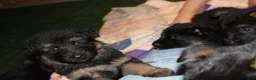German Shepherd dogs for sale: Connie, light blue collar - Ad 13