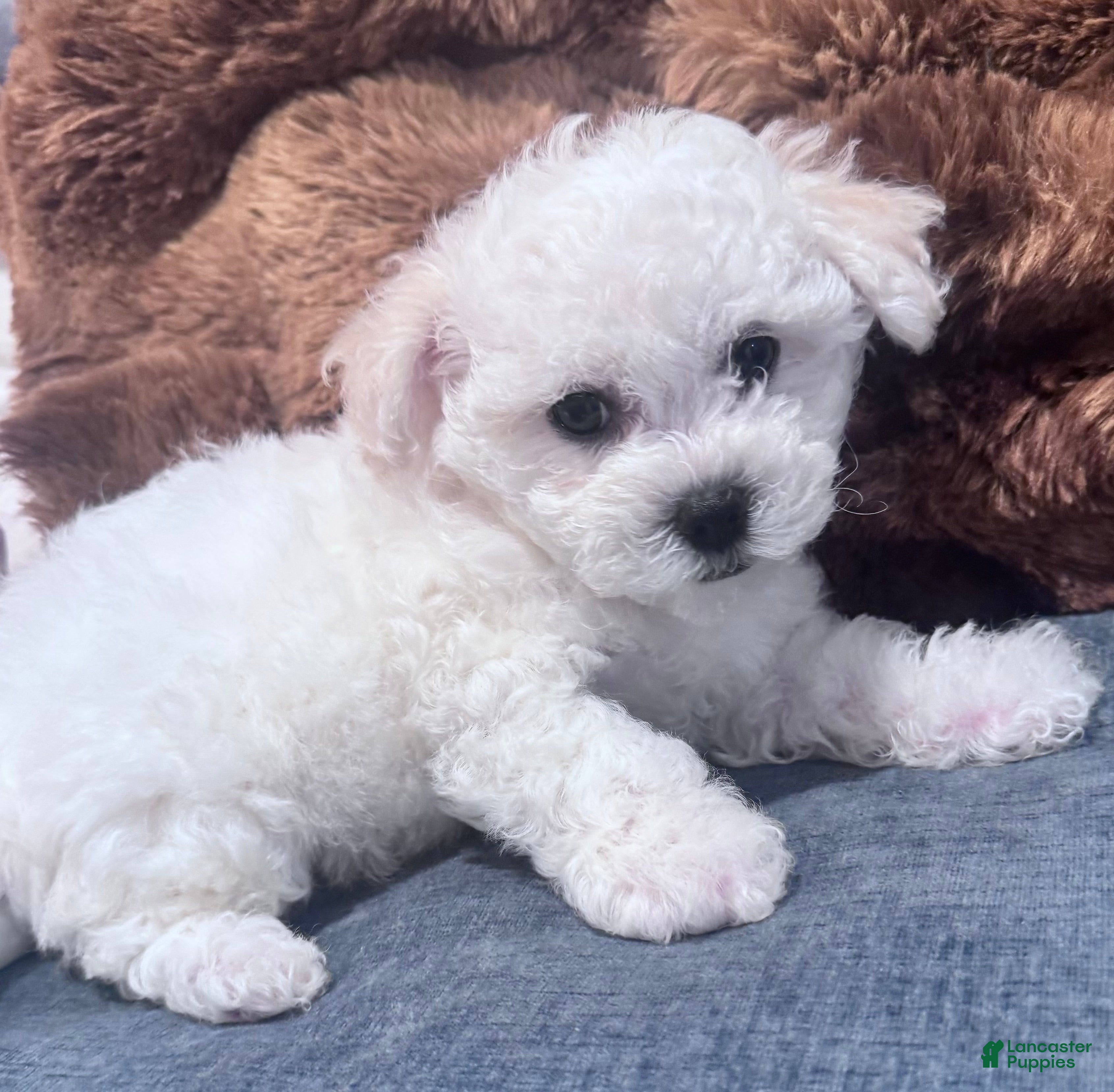 Bichon Frise (Bichon Frise, Male) in Warren, MA