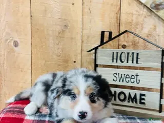 Border Collie dogs Bandit Blue Eyes - Ad 27