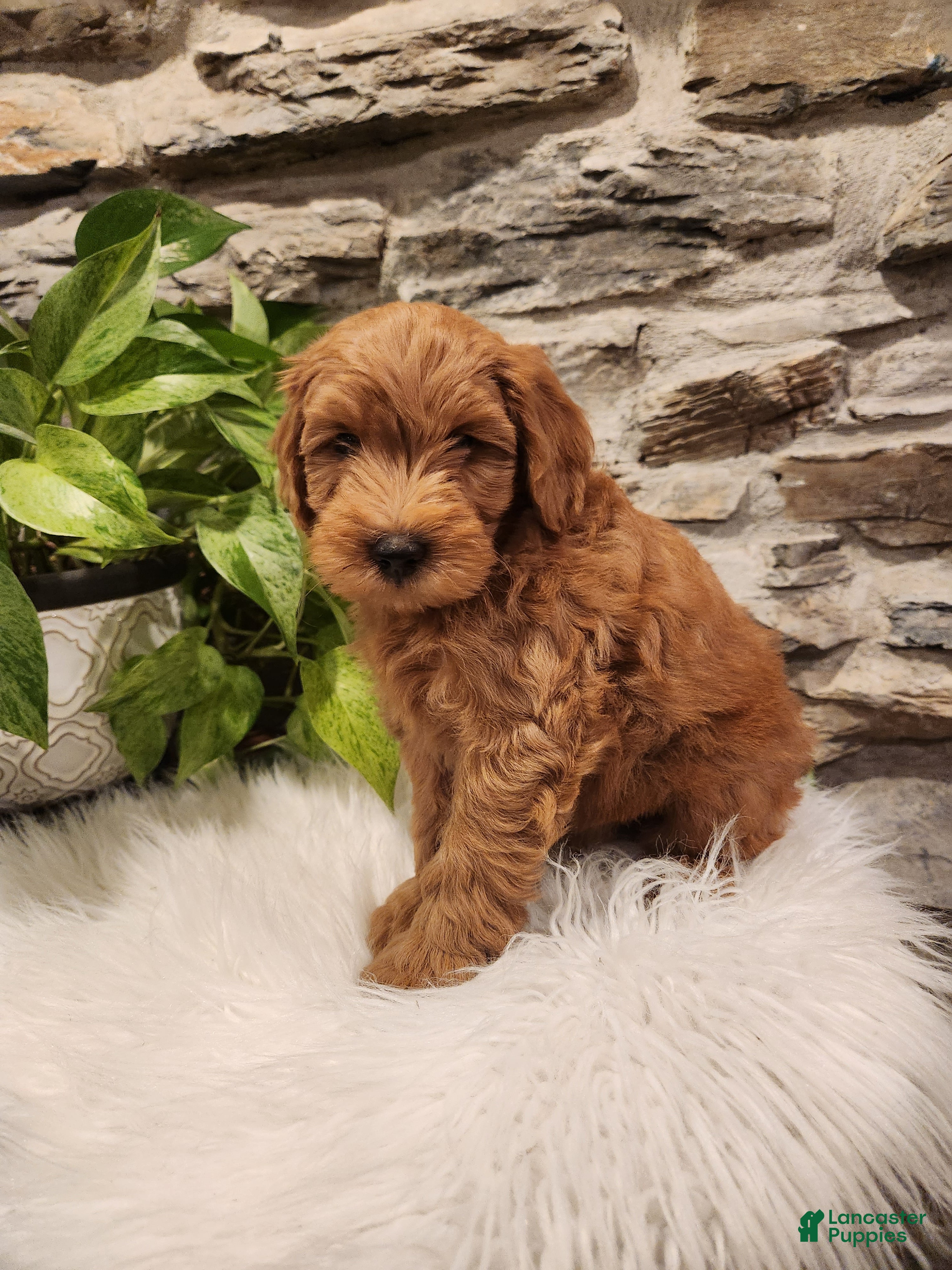 Mini Goldendoodle dogs for sale: BOSWELL - Mini Goldendoodle Fluffy Puppy 6 - Ad 3