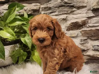 Mini Goldendoodle dogs for sale: BOSWELL - Mini Goldendoodle Fluffy Puppy 6 - Ad 3