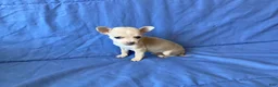 Chihuahua dogs for sale: Fletcher - Ad 9
