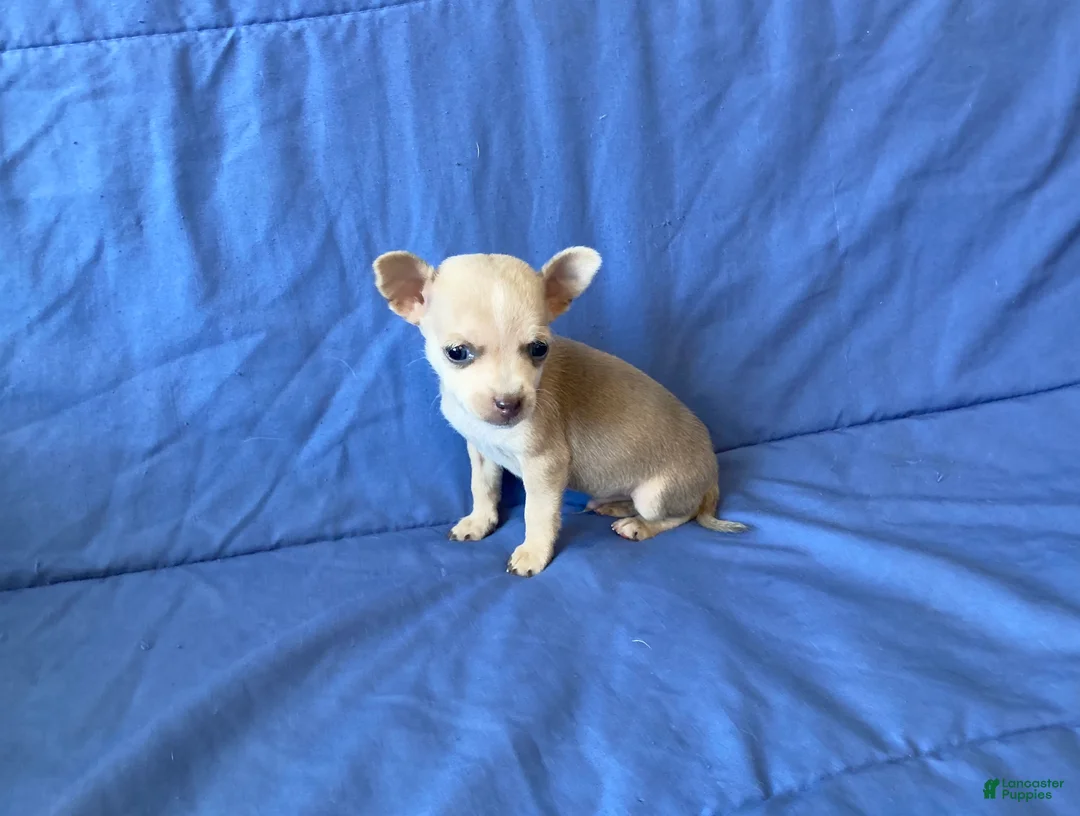 Chihuahua dogs for sale: Fletcher - Ad 9