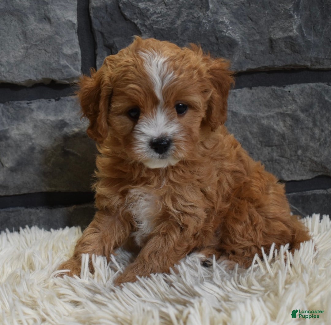Cavapoo dogs for sale: Sophie  - Ad 6