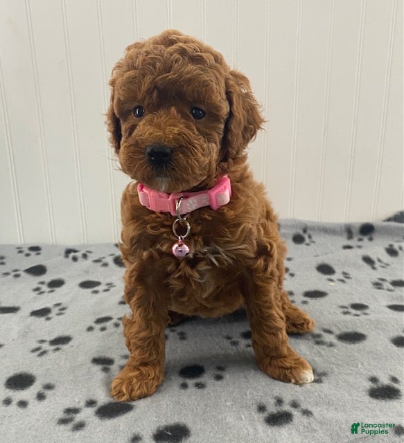 Miniature Poodle dogs Olivia - Ad 1