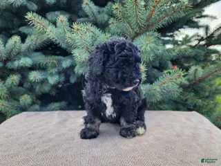 Mini Bernedoodle dogs Mia - Ad 39