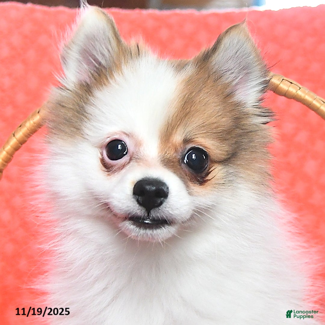 Pomeranian dogs for sale: George - Ad 5