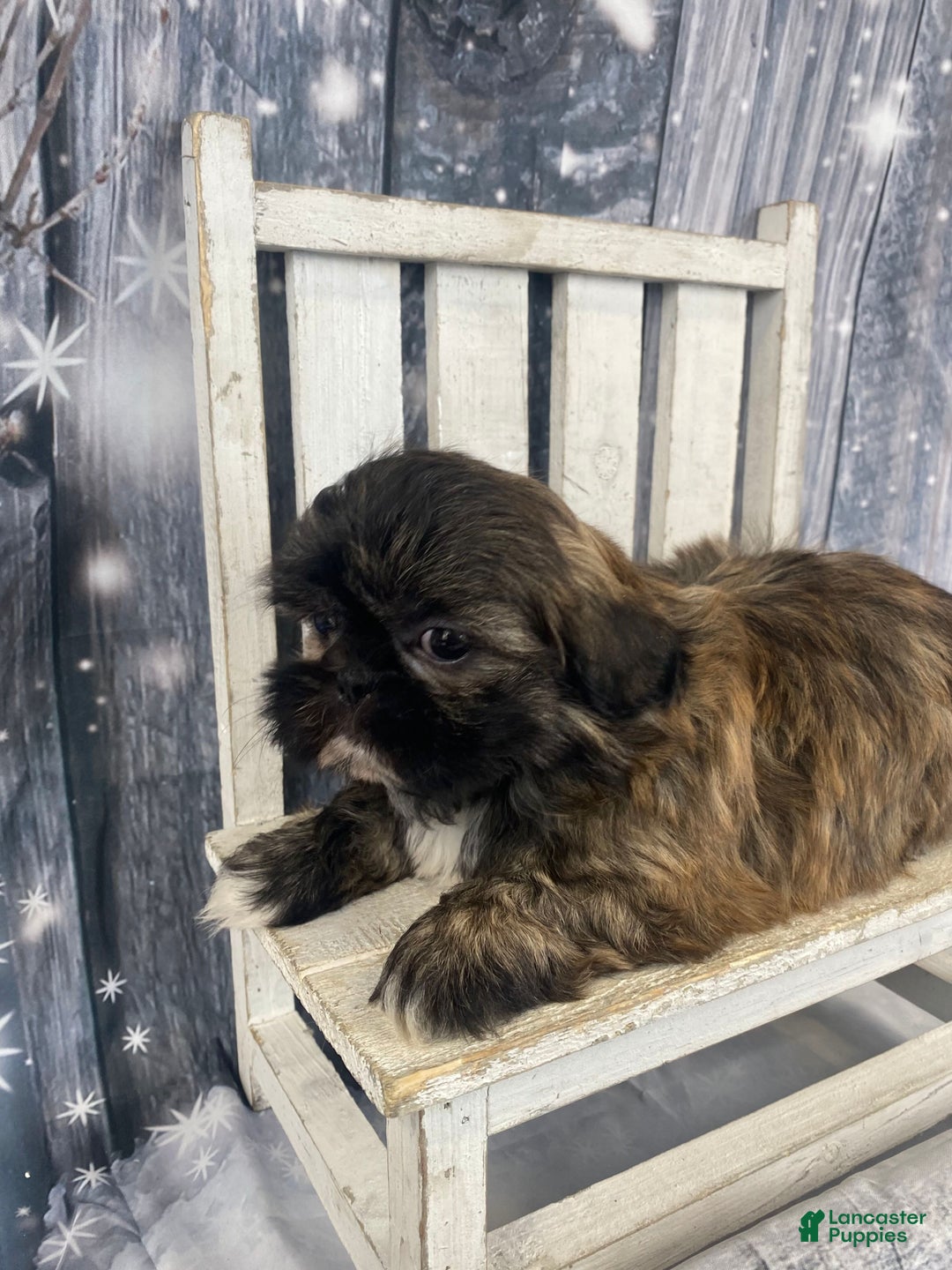 Shih Tzu dogs for sale: Snickers - Ad 9