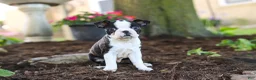 Boston Terrier dogs for sale: Maverick - Ad 7