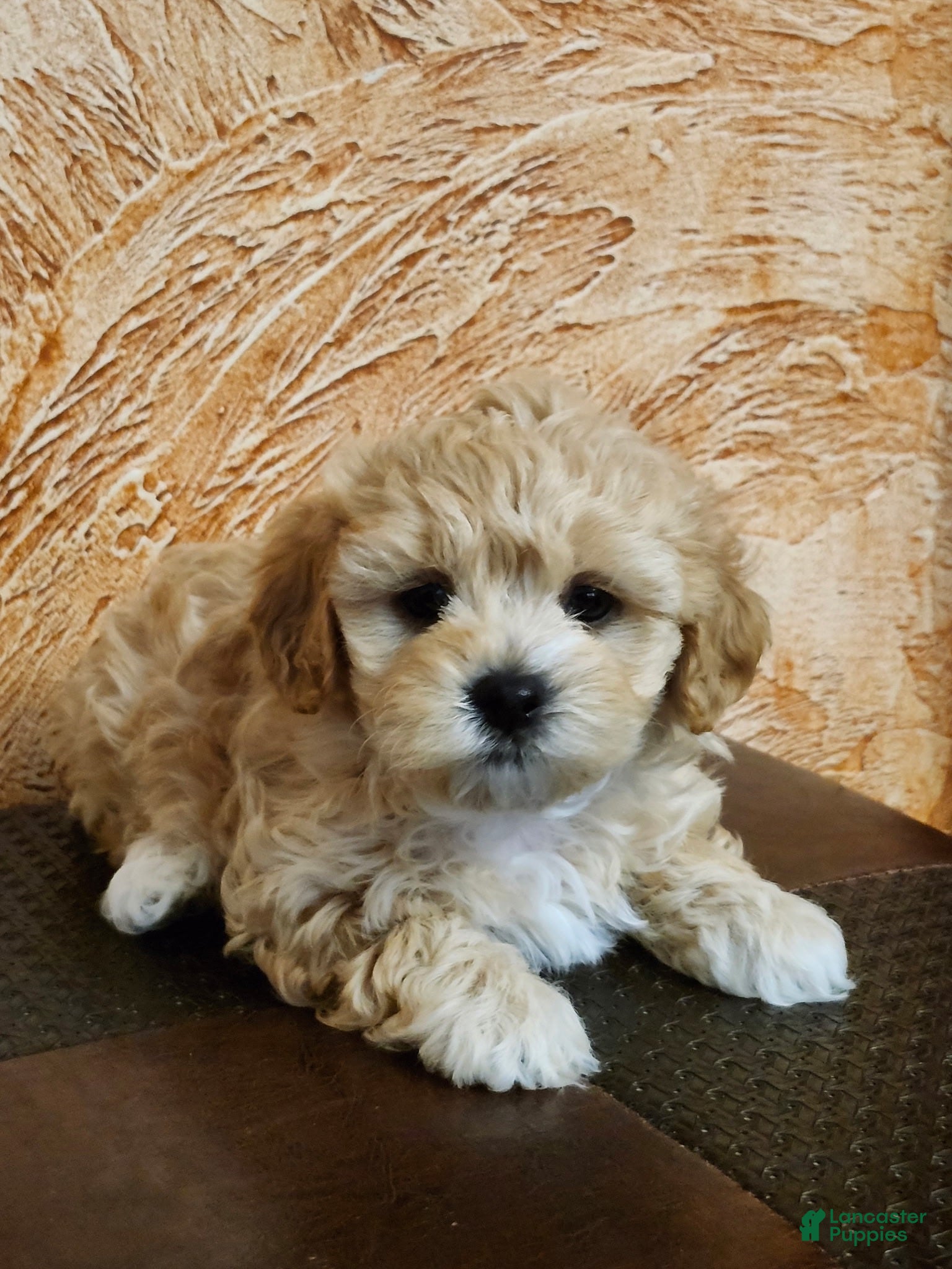Mixed Breed dogs Mixed Breed 4 - Ad 1