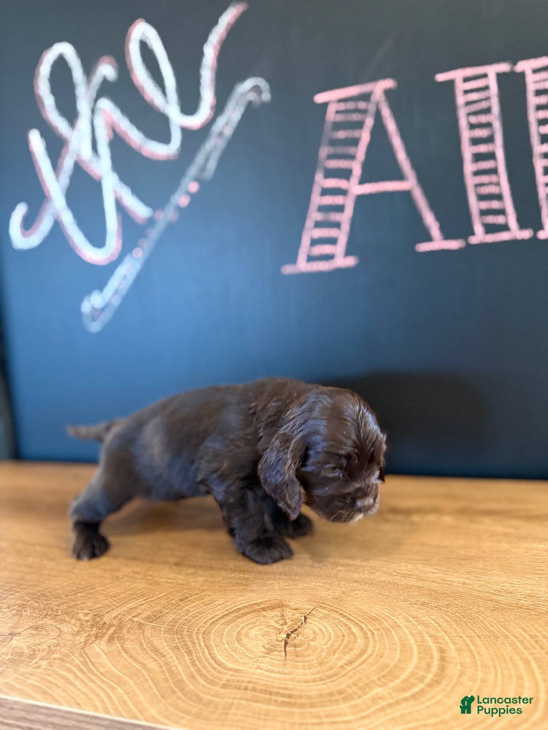 Cocker Spaniel dogs for sale: Dude - Ad 2