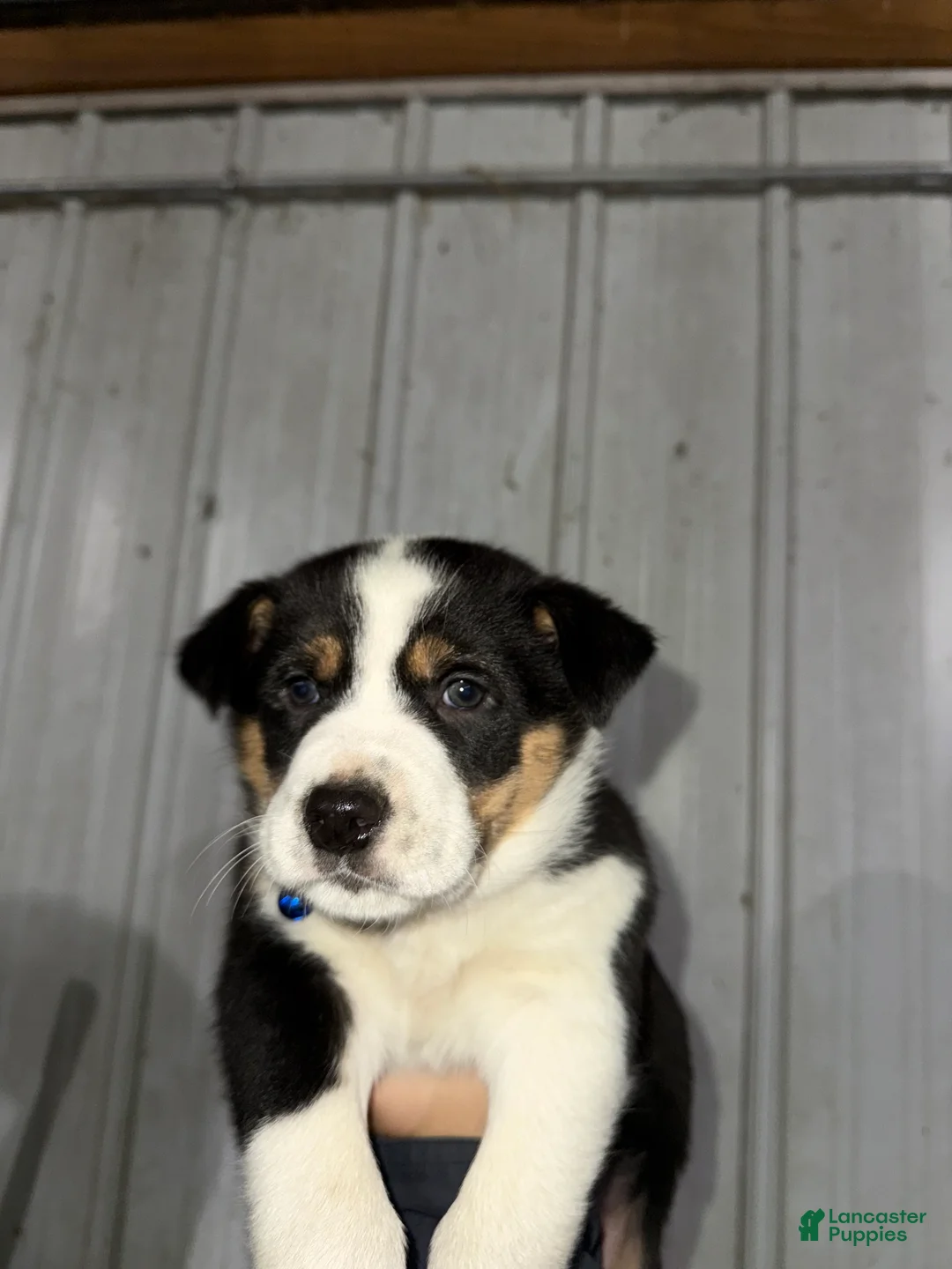 Mixed Breed dogs for sale: Buster - Ad 4