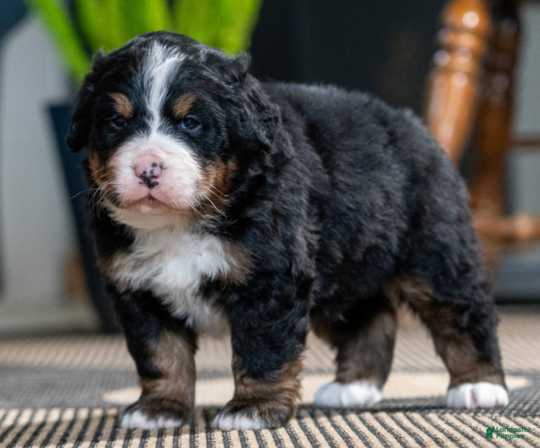 Bernese Mountain Dog dogs for sale: Leo - Ad 2