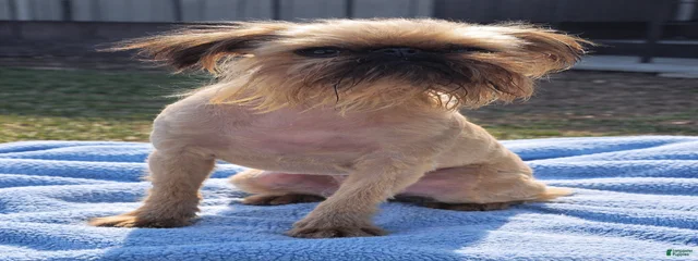 Tex