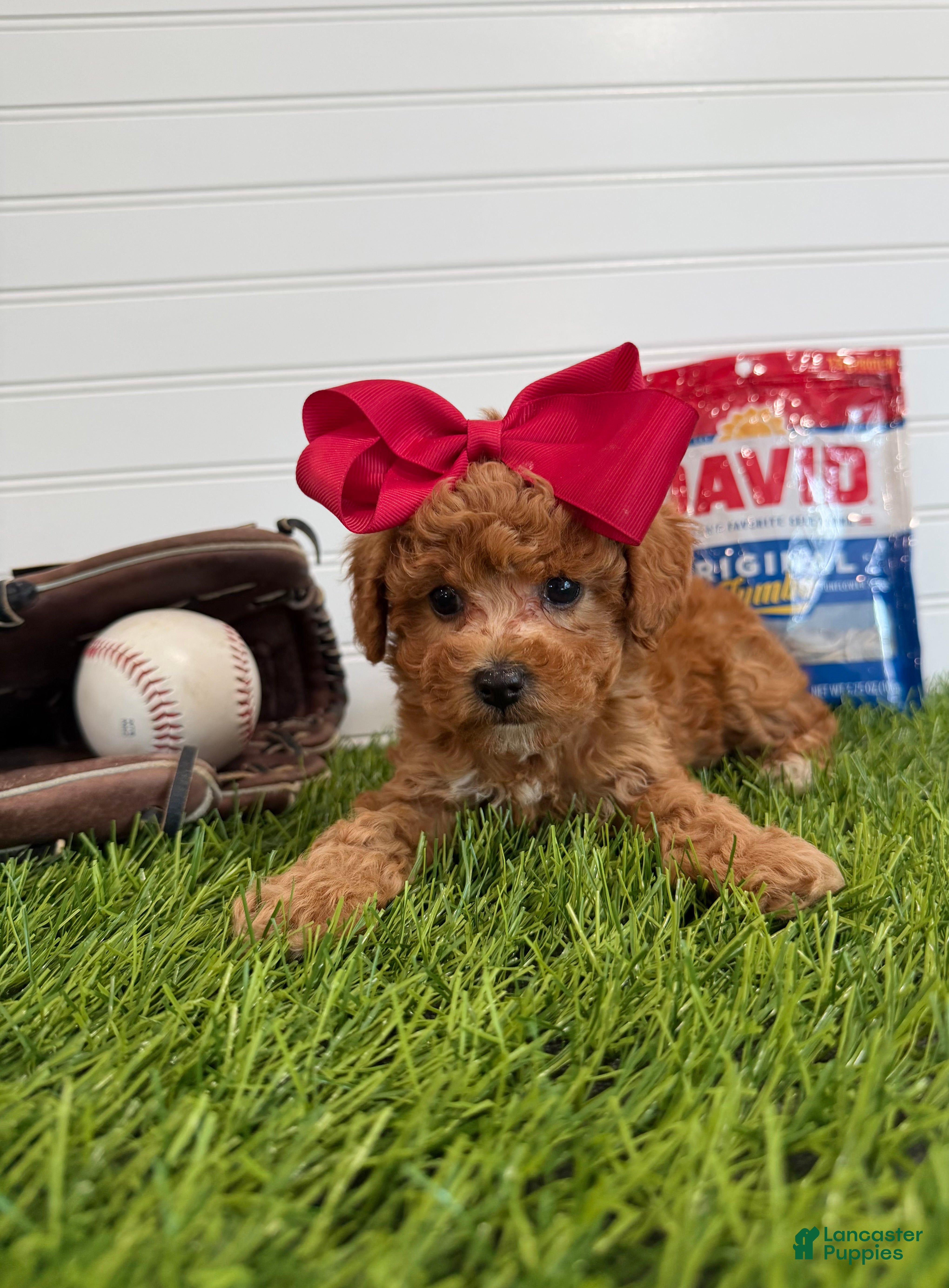Cavapoo dogs Wrigley - Ad 1