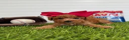 Cavapoo dogs for sale: Wrigley - Ad 1