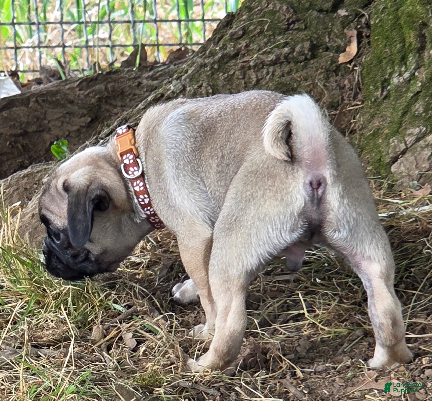Pug dogs Benny - Ad 2