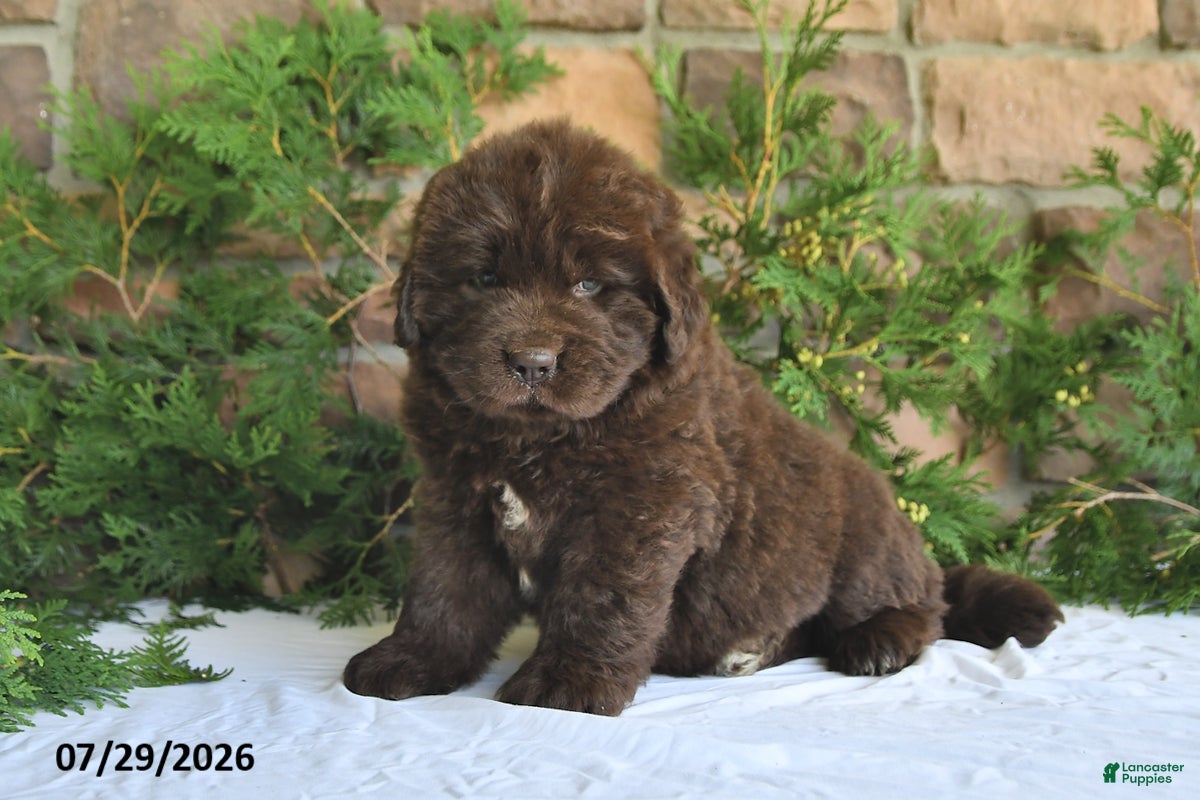 Newfoundland dogs Mason - Ad 1