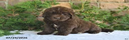 Newfoundland dogs for sale: Mason - Ad 1