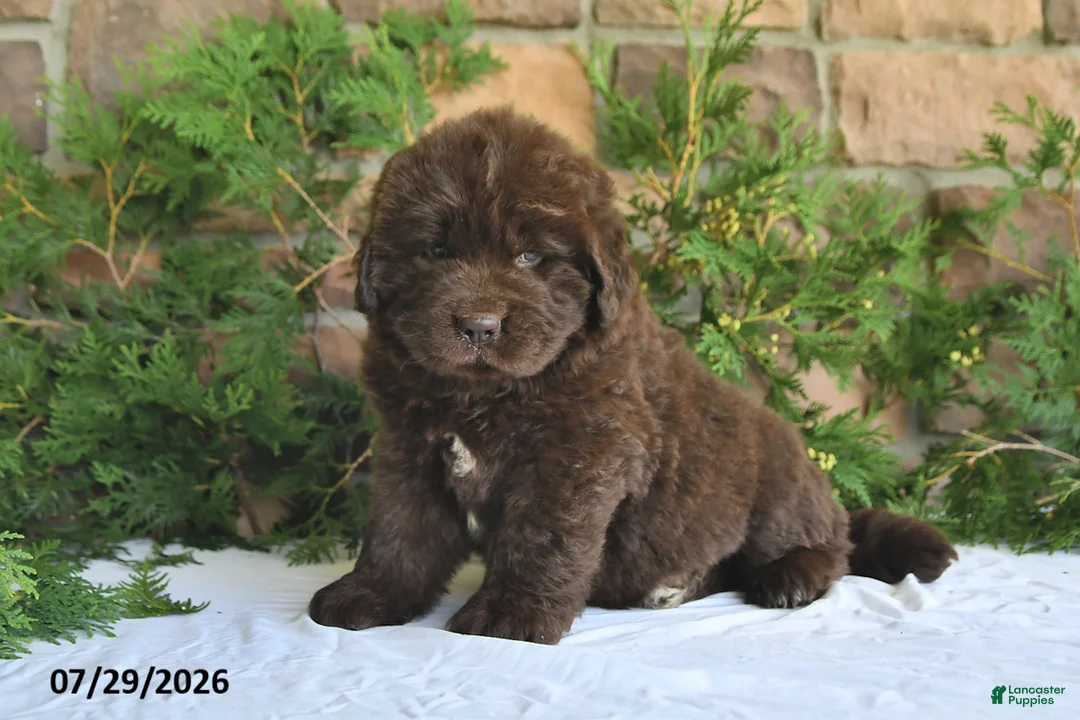 Newfoundland dogs for sale: Mason - Ad 1