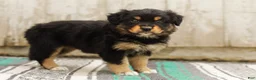 Australian Shepherd dogs for sale: Trisha - Ad 7