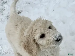 Goldendoodle dogs Zoe - Ad 24