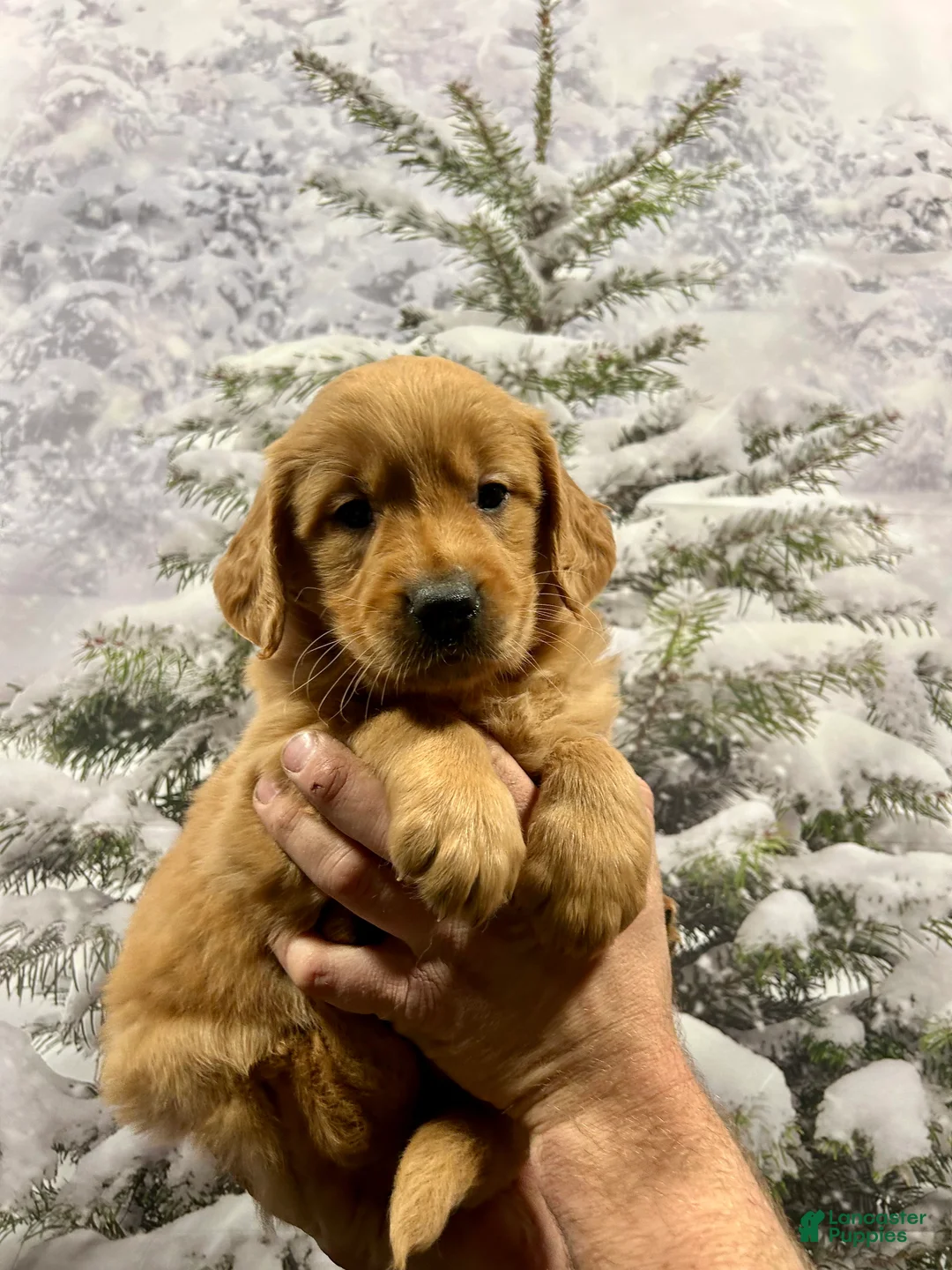 Golden Retriever dogs for sale: King - Ad 10