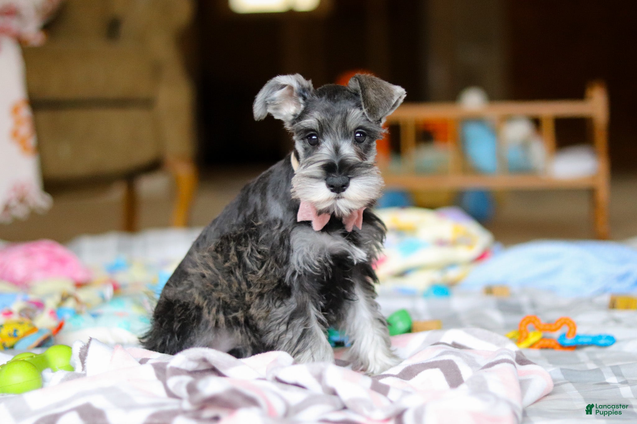 Miniature Schnauzer dogs Mila - Ad 2