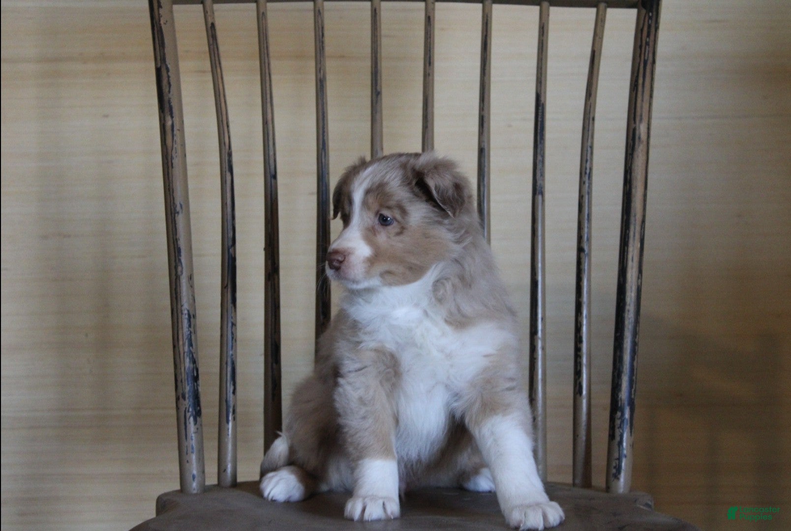 Australian Shepherd dogs Biscuit - Ad 5
