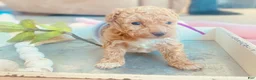 Toy Poodle dogs for sale: ♥️SWEET DOLLIE MAE♥️ - Ad 7