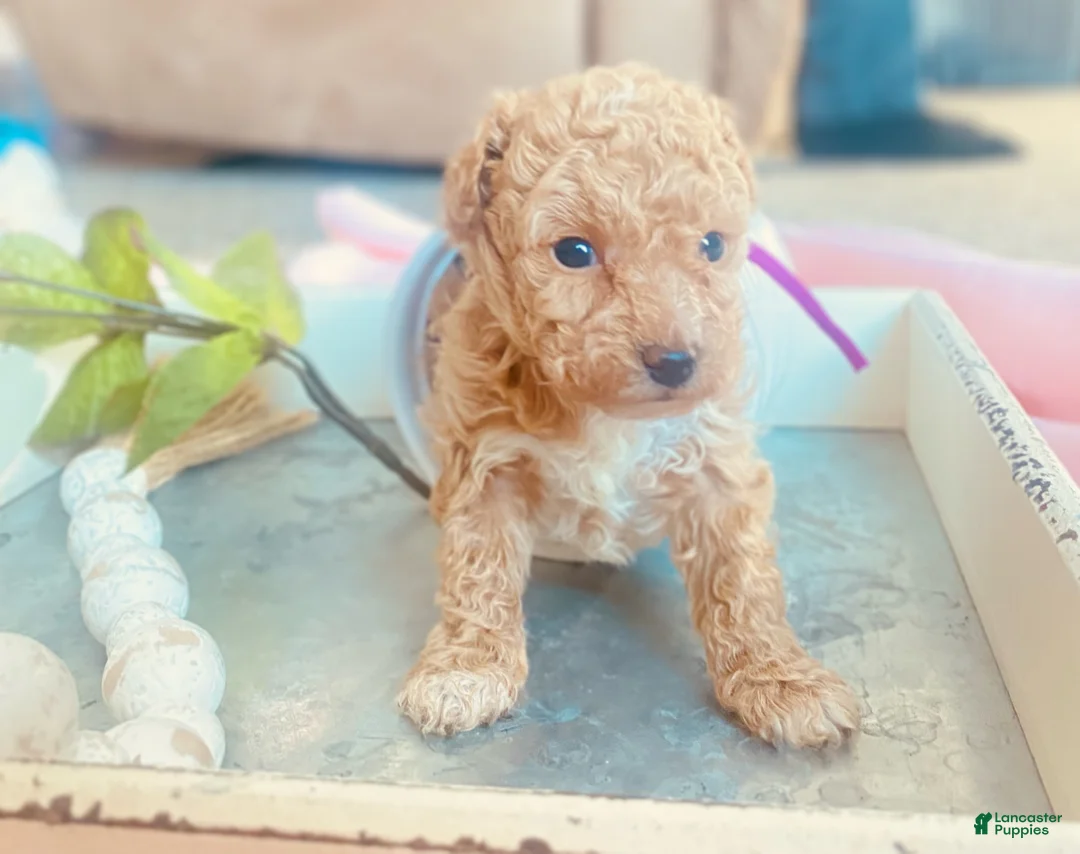 Toy Poodle dogs for sale: ♥️SWEET DOLLIE MAE♥️ - Ad 7