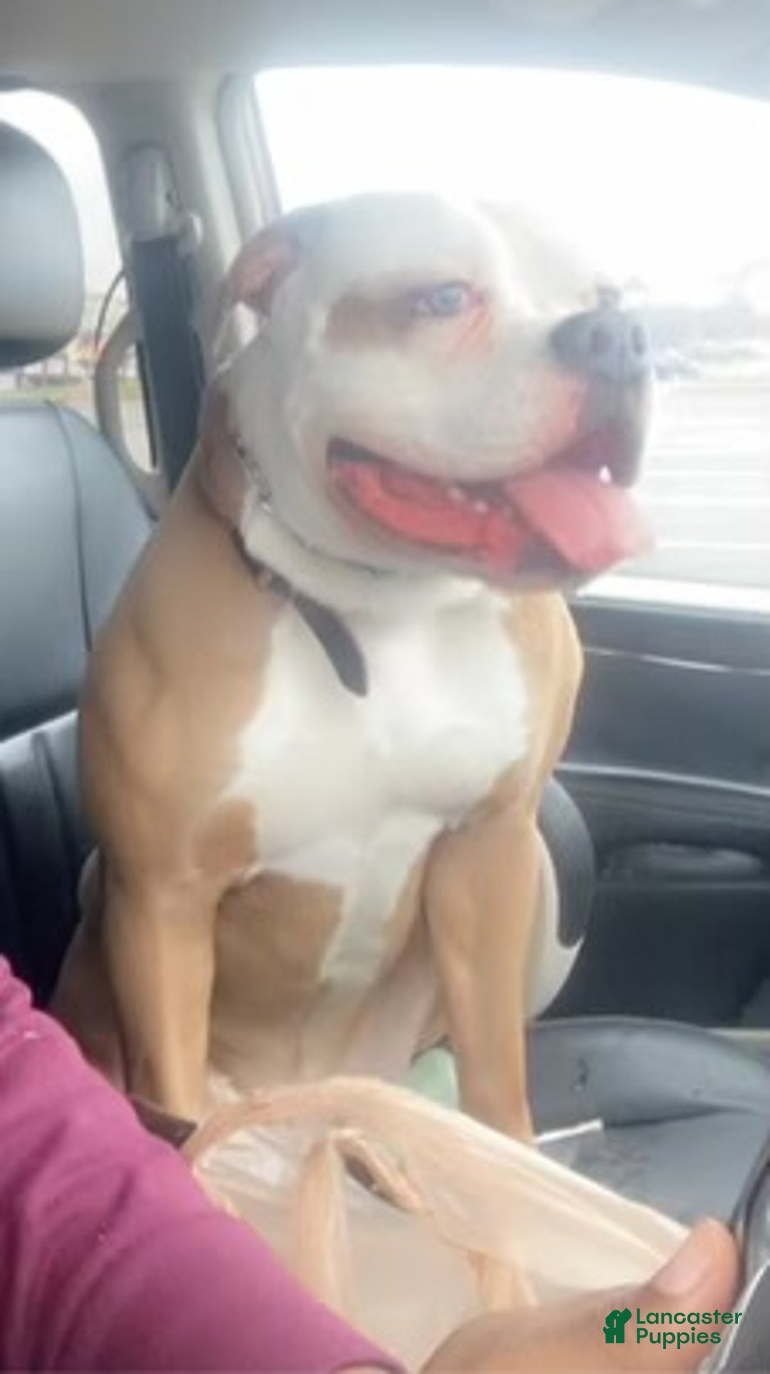 Mixed Breed dogs for sale: Tiger - Ad 4