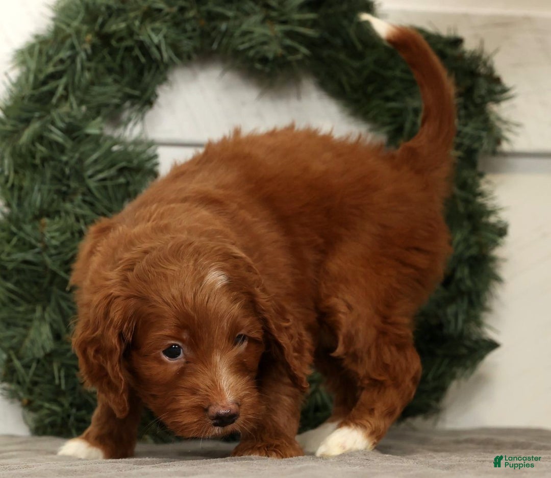 Mini Goldendoodle dogs for sale: Scarlett - Ad 2