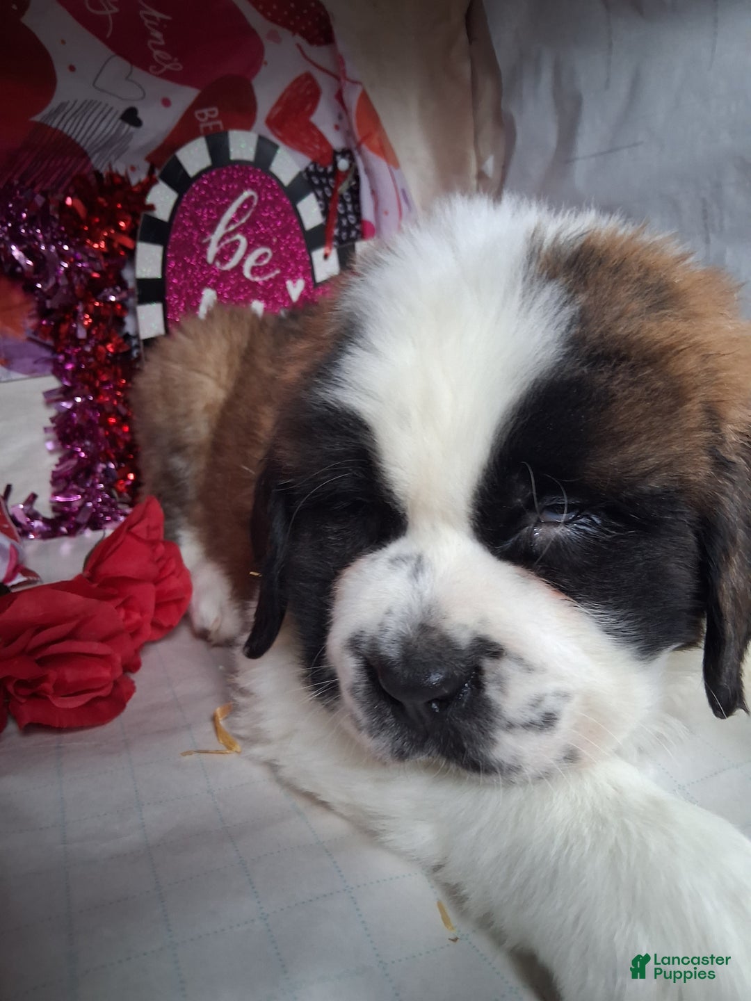 Saint Bernard dogs for sale: Magnus  - Ad 6
