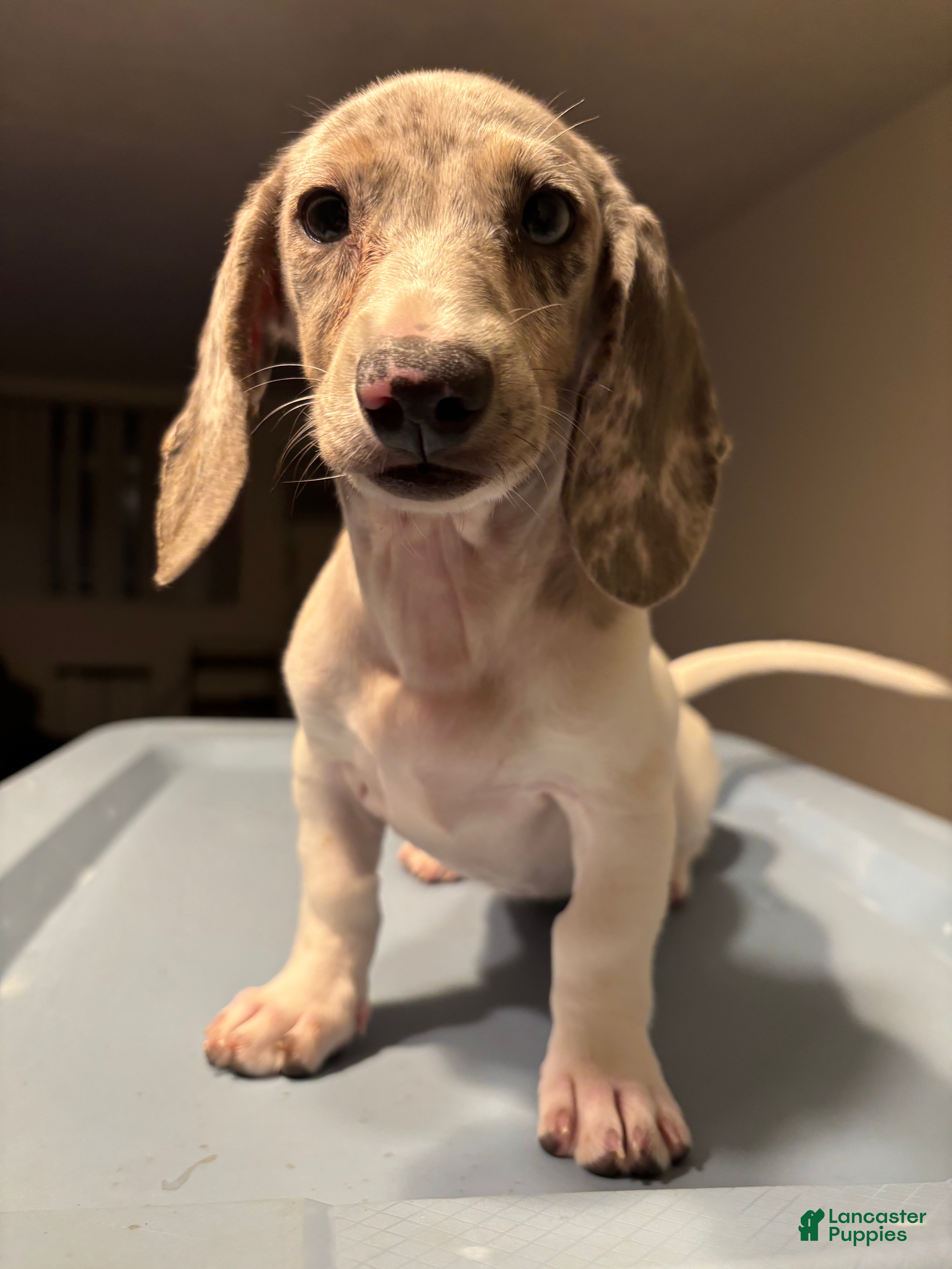Miniature Dachshund dogs for sale: Gina - Ad 2