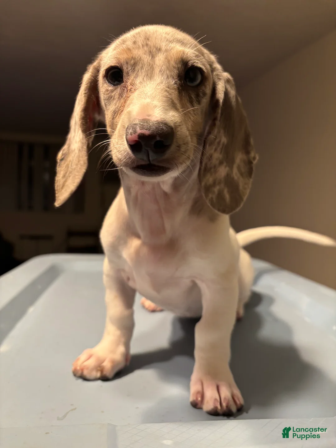 Miniature Dachshund dogs for sale: Gina - Ad 1