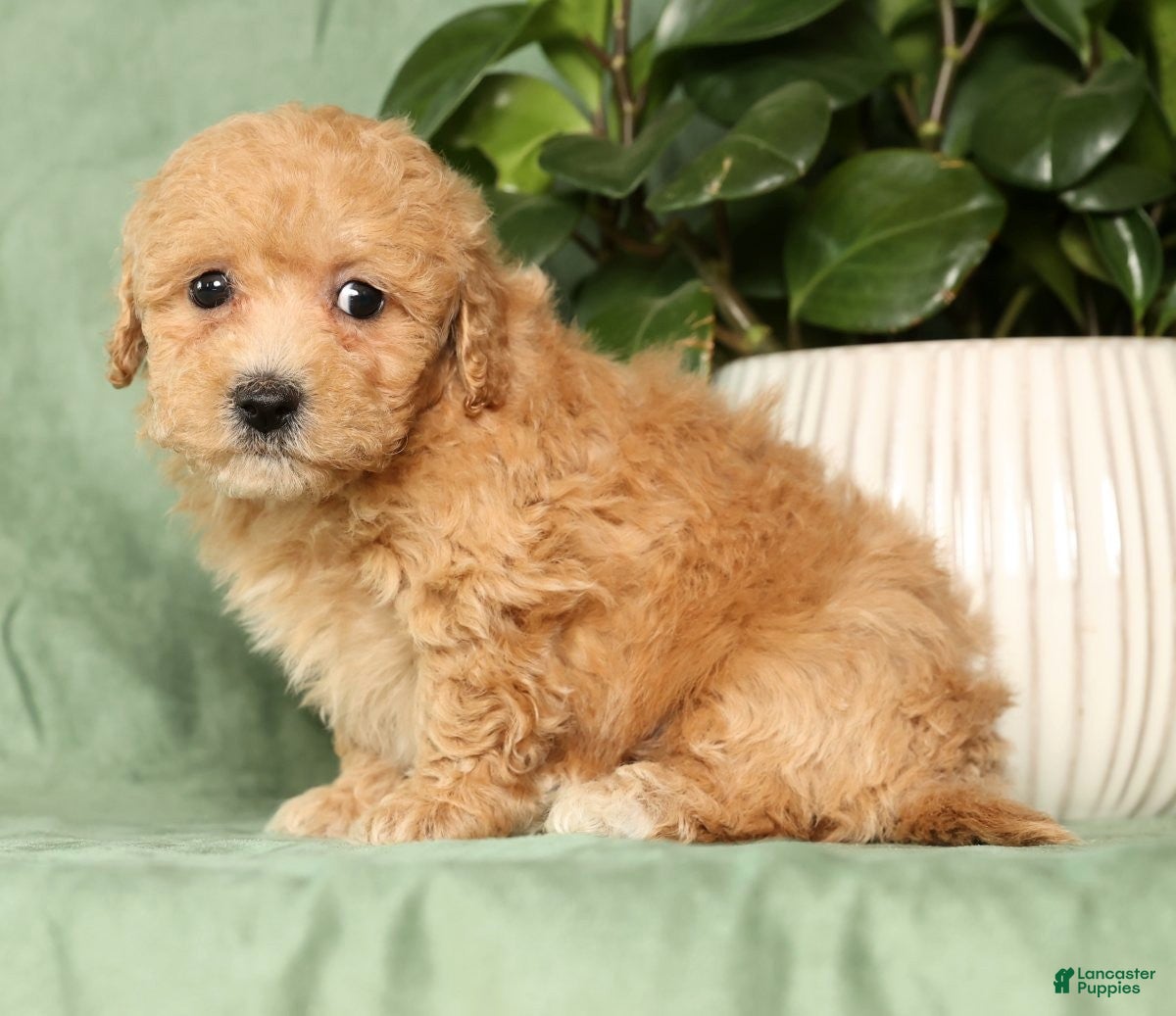 Bichpoo dogs Harper - Ad 2